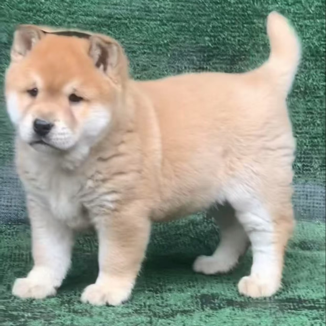广西三表哥田园犬活体链接
