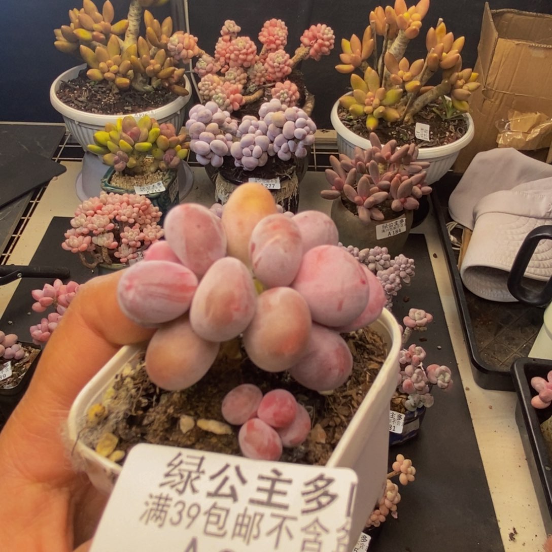 287糖豆奶多肉5c m