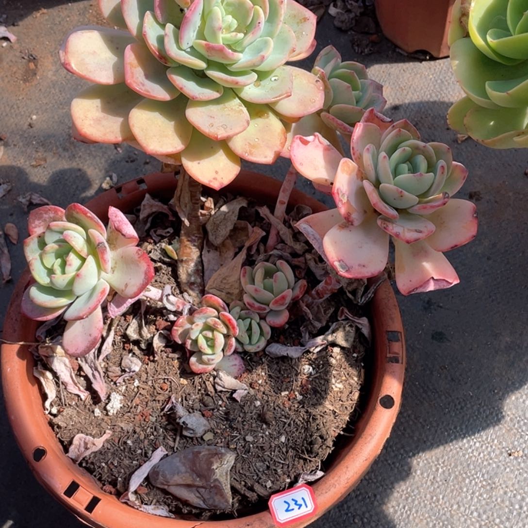 231白月光 一物一拍多肉