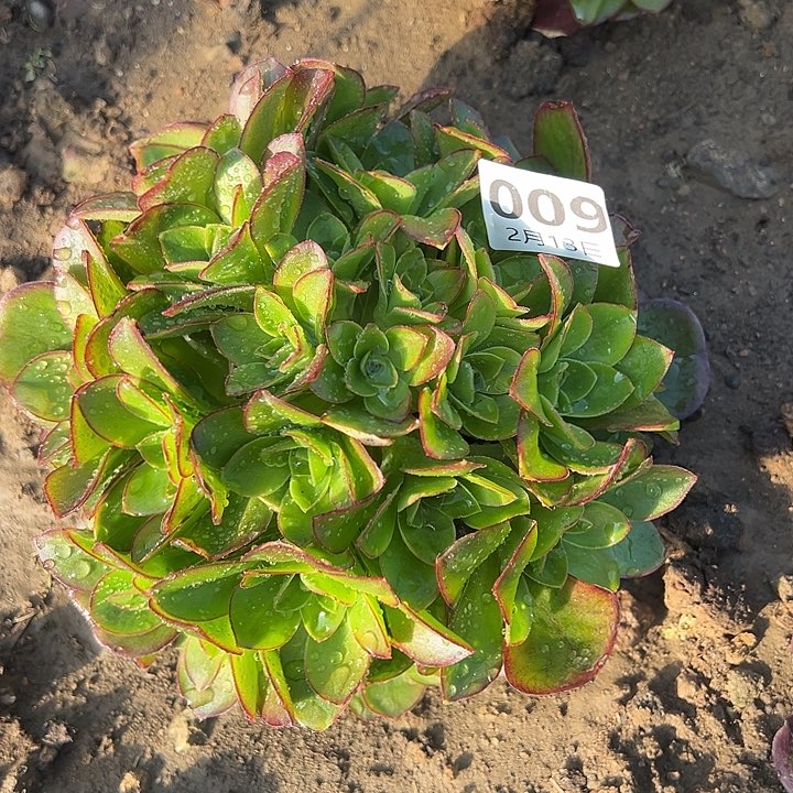 2.13-9玫瑰多肉植物3