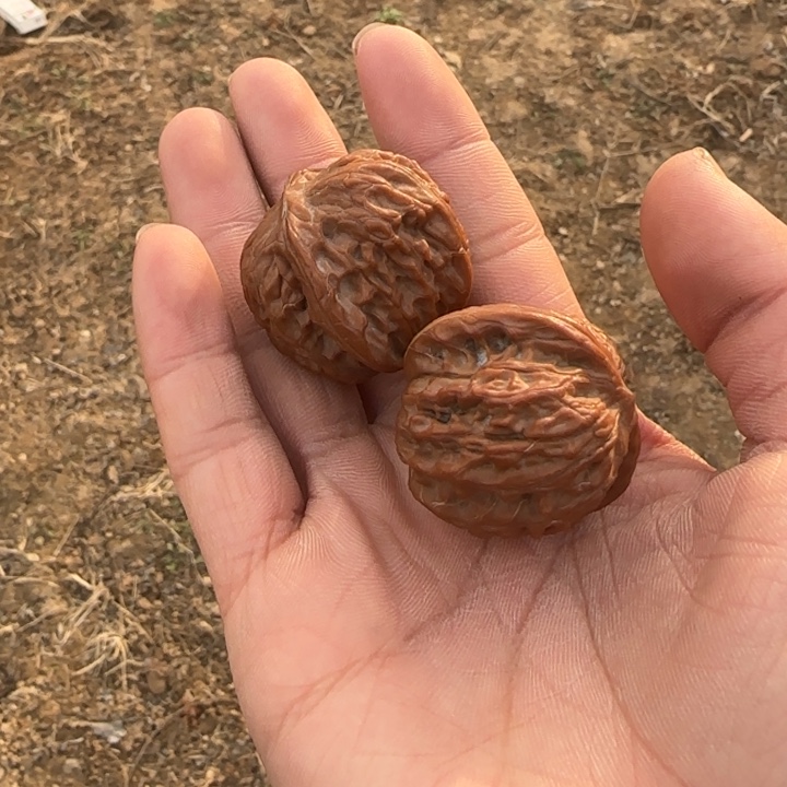 (***哈文玩核桃把件磨盘