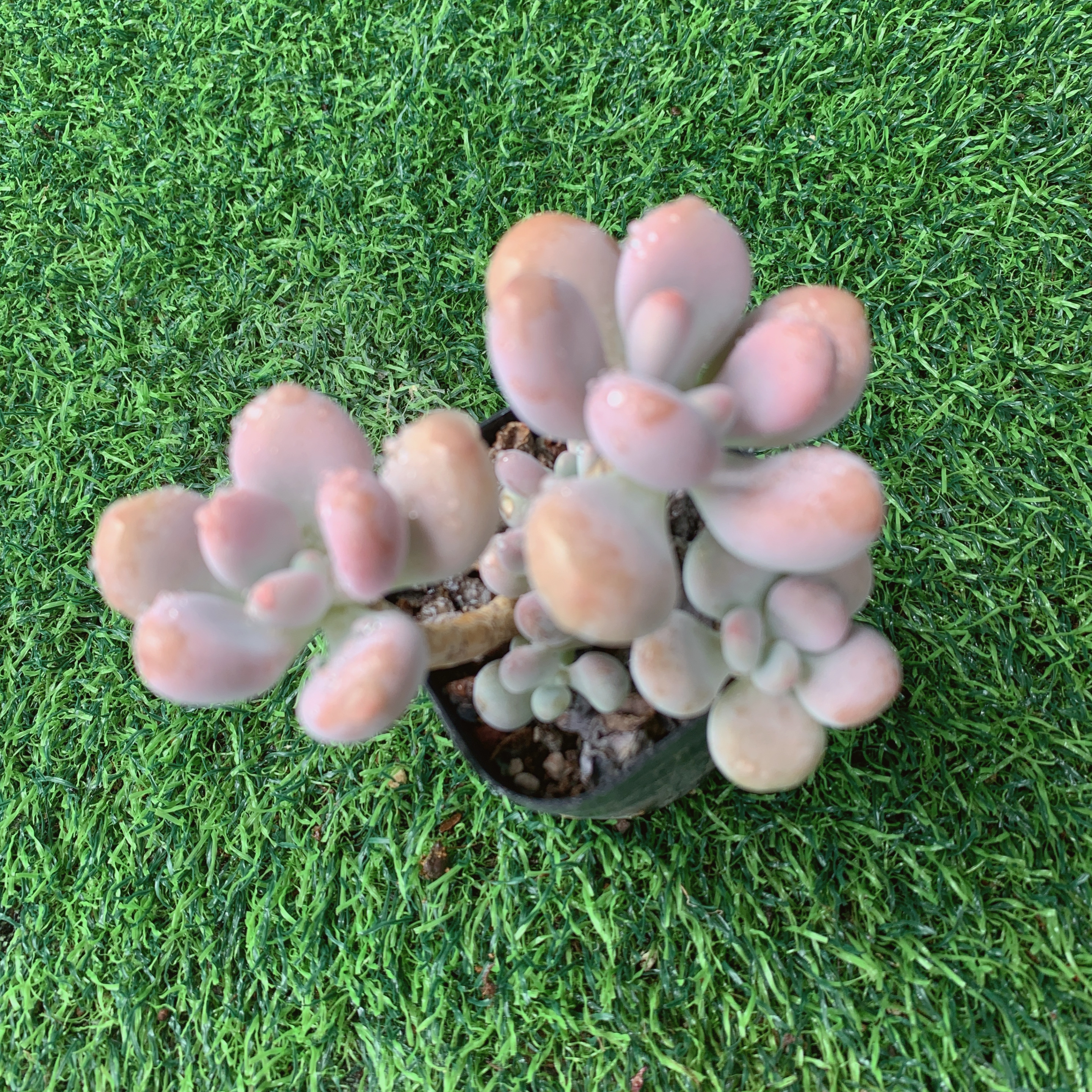 桃蛋三头4-6CM【花界草堂】精品多肉阳台盆栽新手易养一单包邮