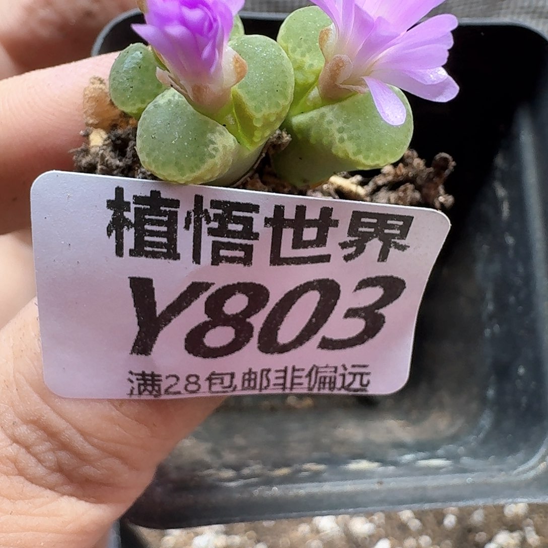 多肉植物多肉植物df