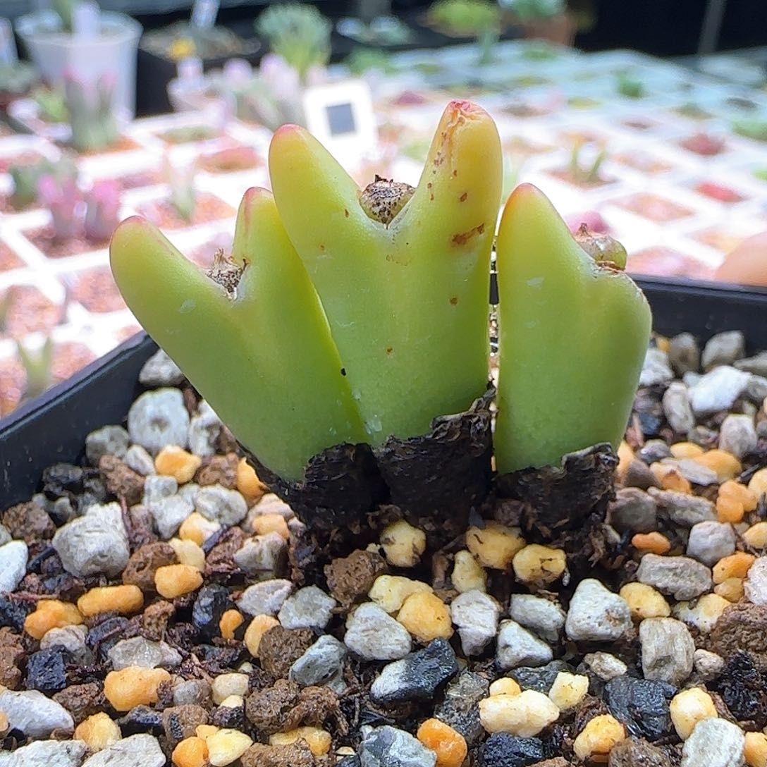 一****~黄体少将多肉植物