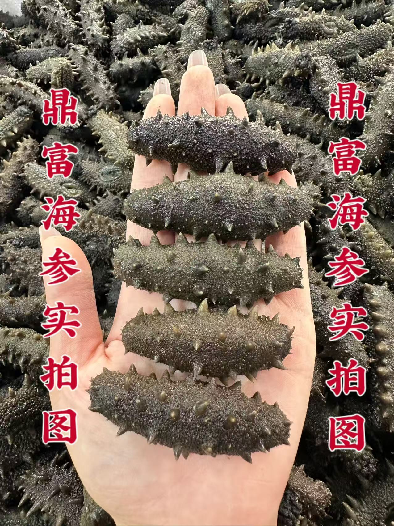 【主播推荐】真正大连沙山海货 拉缸盐海参  30头左右500g