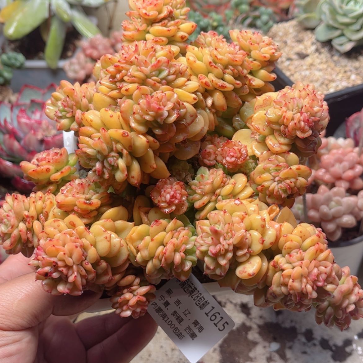 【闪购商品】1615腊牡丹