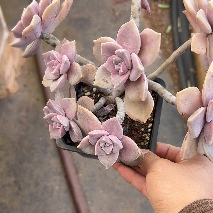 紫乐朵朵群生多肉