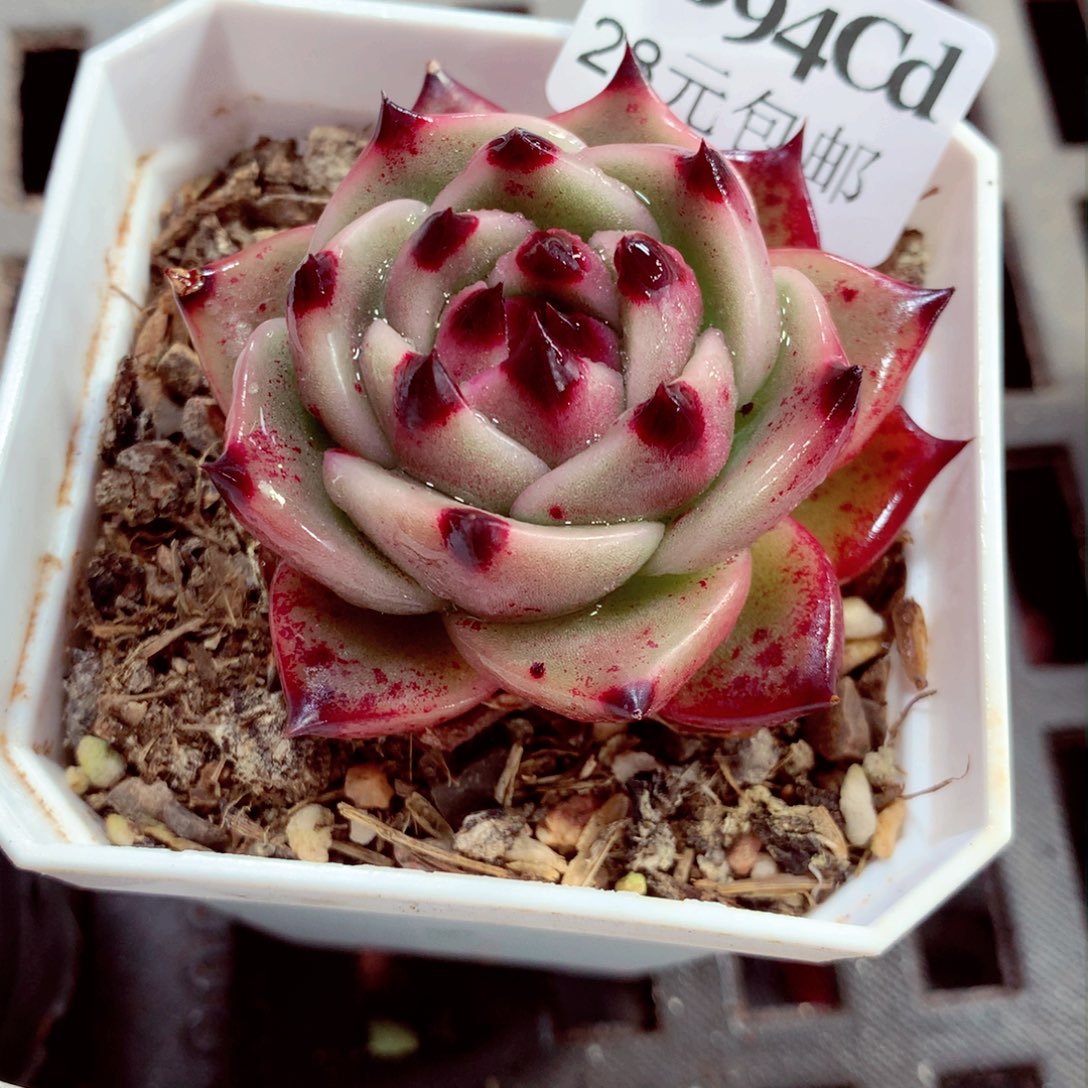 5厘米盆精控多肉2094