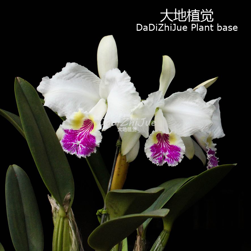 蓝路德卡特兰浓香大花卉稀少名贵品种C.lueddemanniana coerulea 