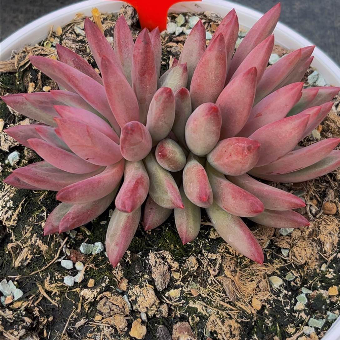 3016上午多肉植物群生