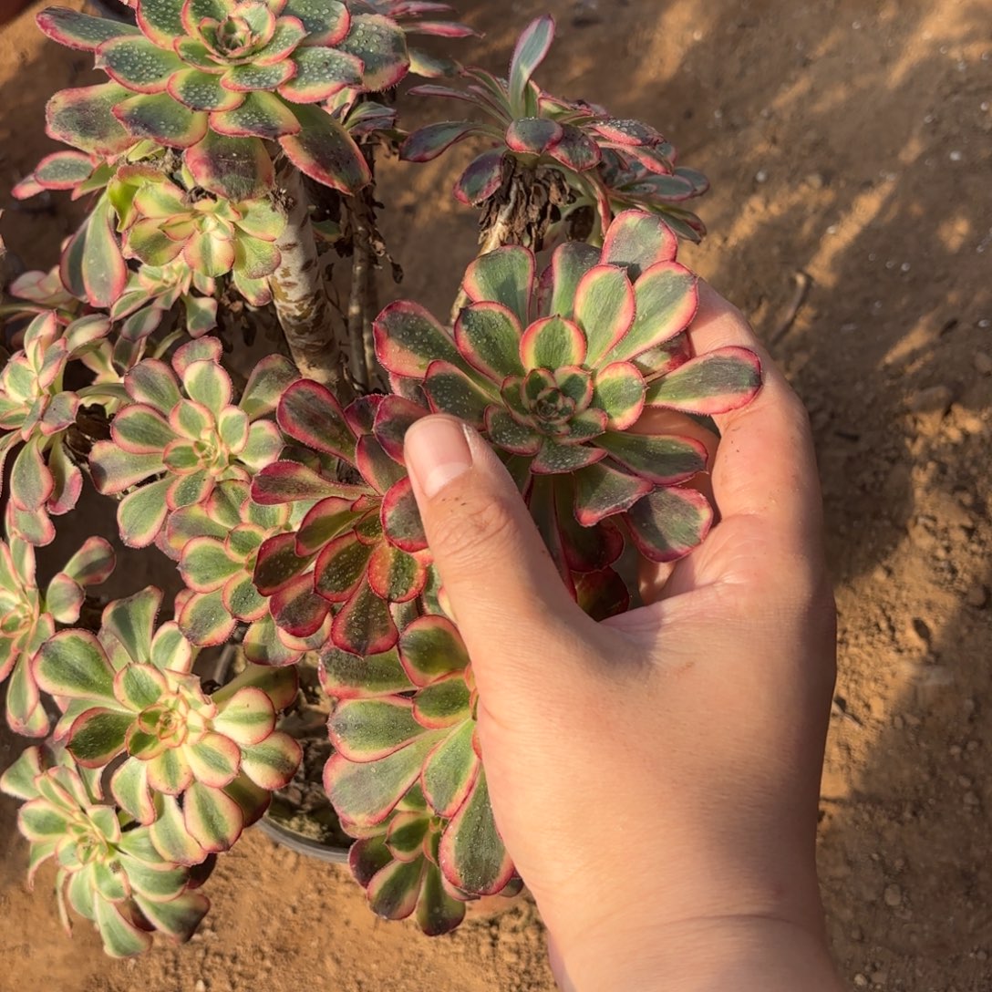 香奈儿一物一拍1789二号棚