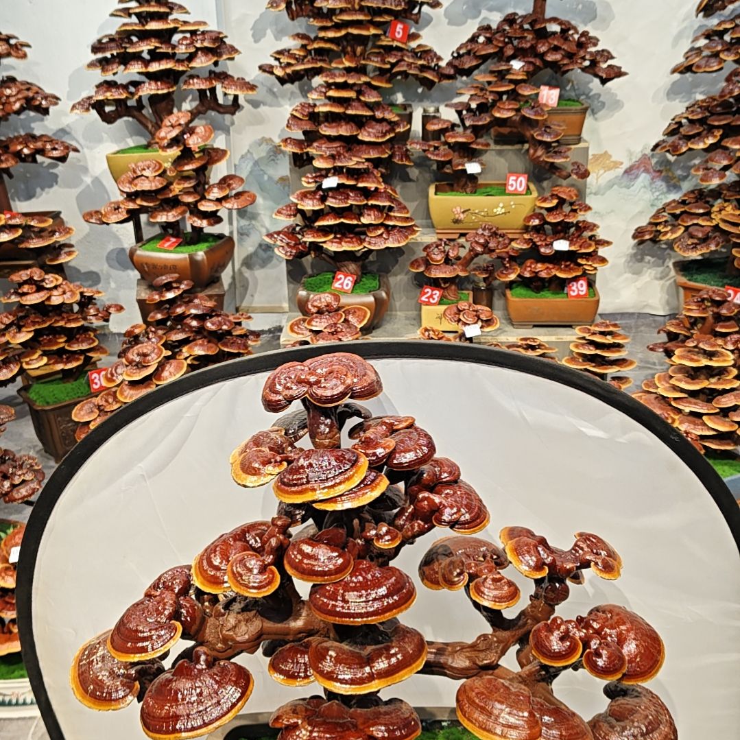 赤灵芝灵芝盆景灵芝花