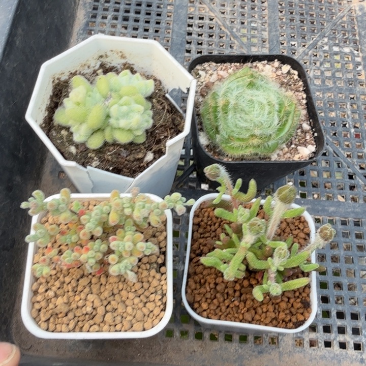 4棵组合(满28包邮)