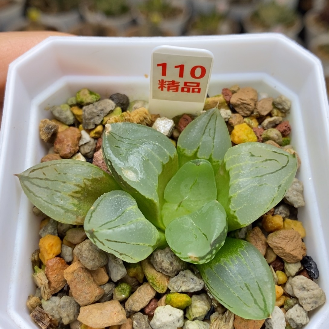 110号虞美人多肉植物