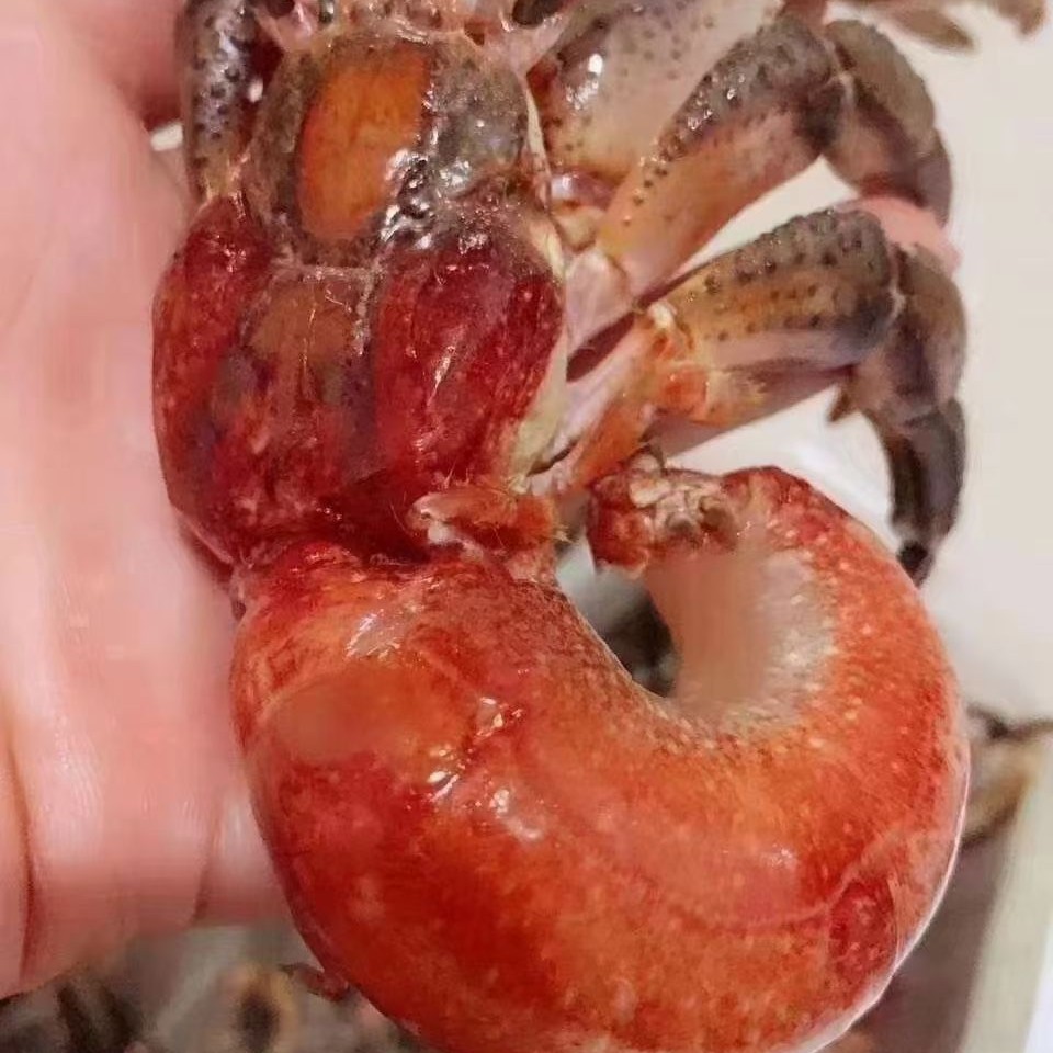 纯肉大海怪160两斤