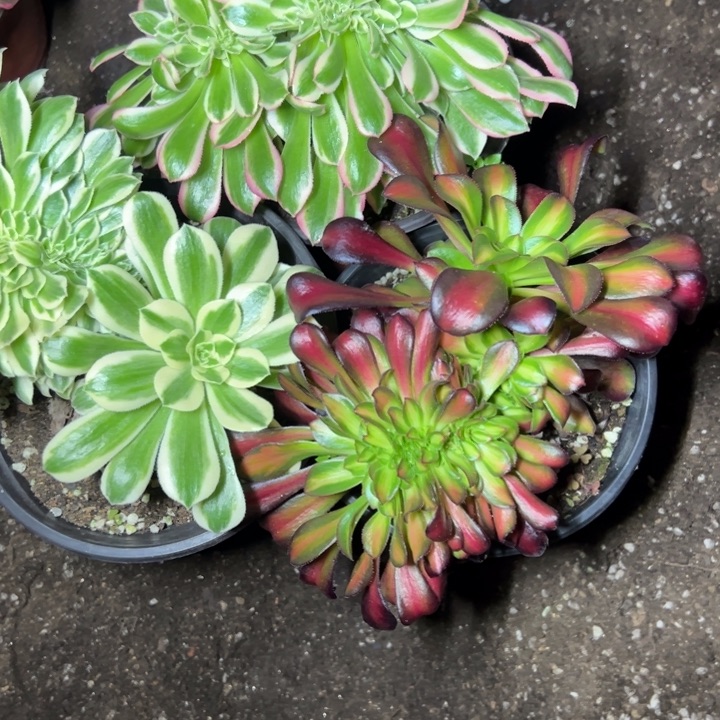 多肉植物3颗缀不售后