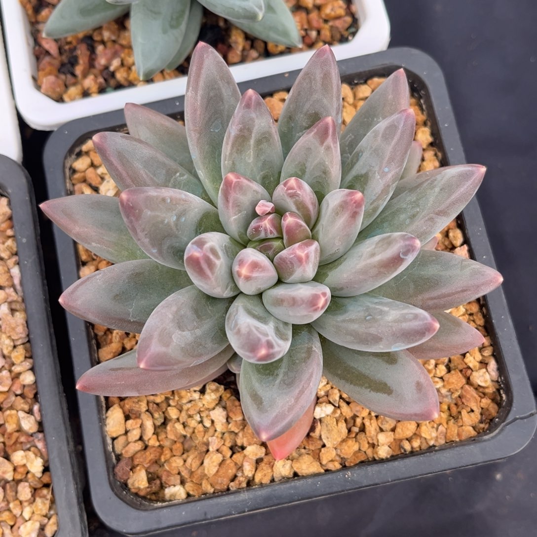 多肉植物雪戴丽多肉