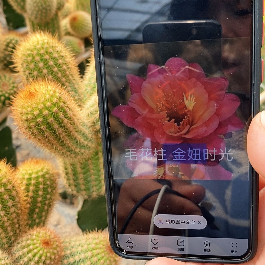 金妞时光侧芽高9公分以上