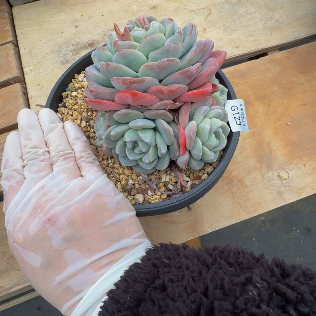 g g g g g g g g g g 123