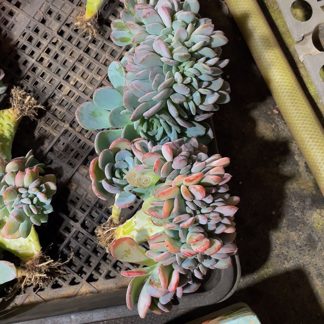 浙***和玛瑙缀多肉植物群2颗