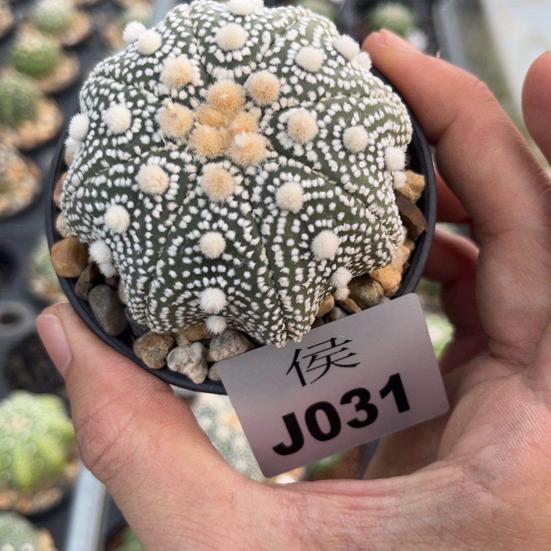 31泰系实生兜多肉植物