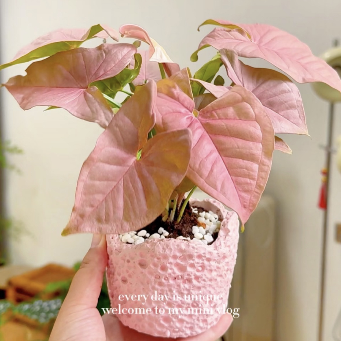 粉精灵合果芋竹芋绿萝盆栽盆景室内客厅办公室前台桌面花卉绿植