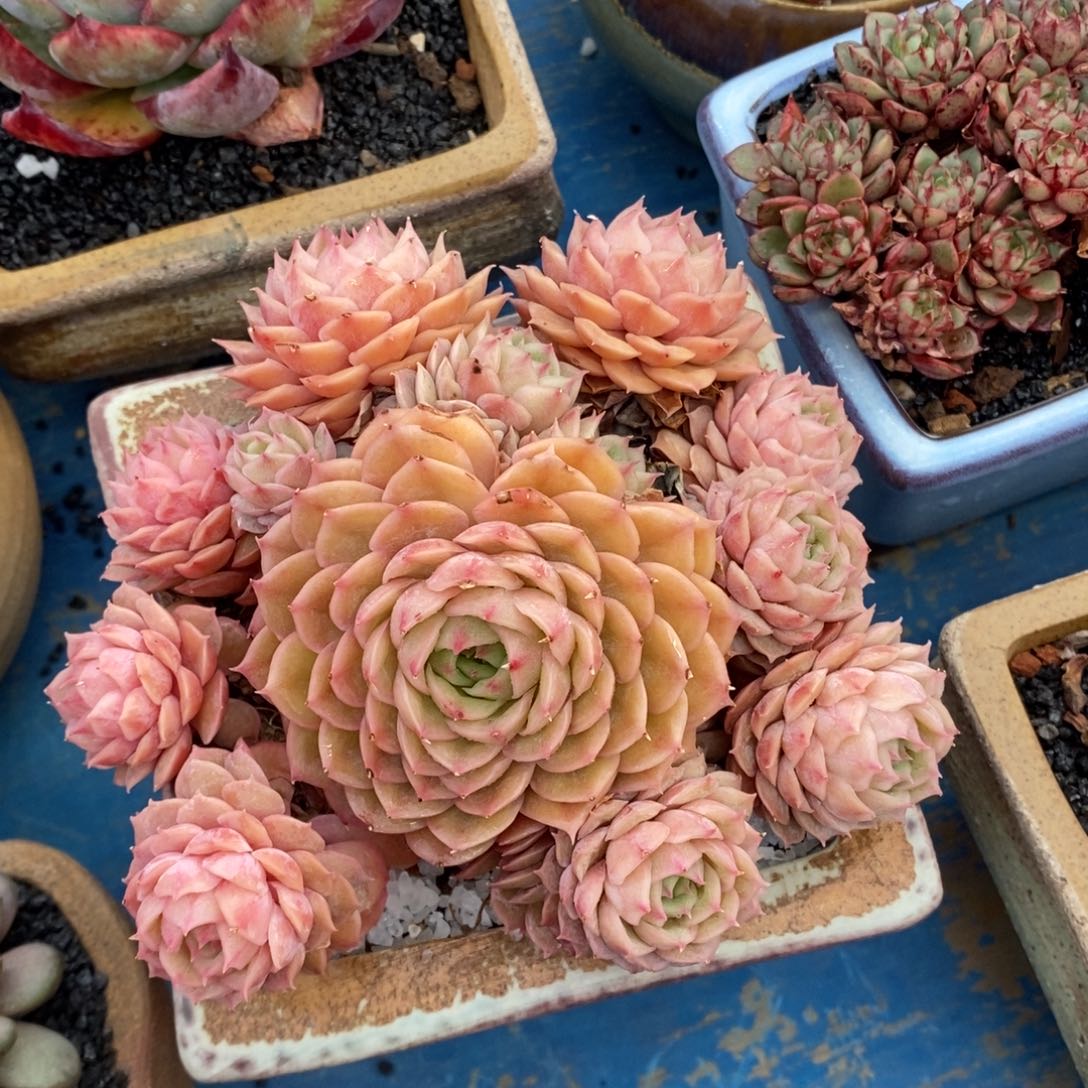 ?****人球球不求人昂斯诺多肉植物