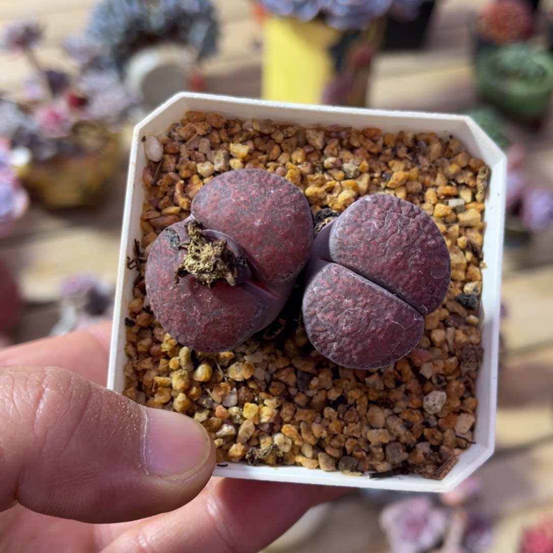 多年母本可带盆土发