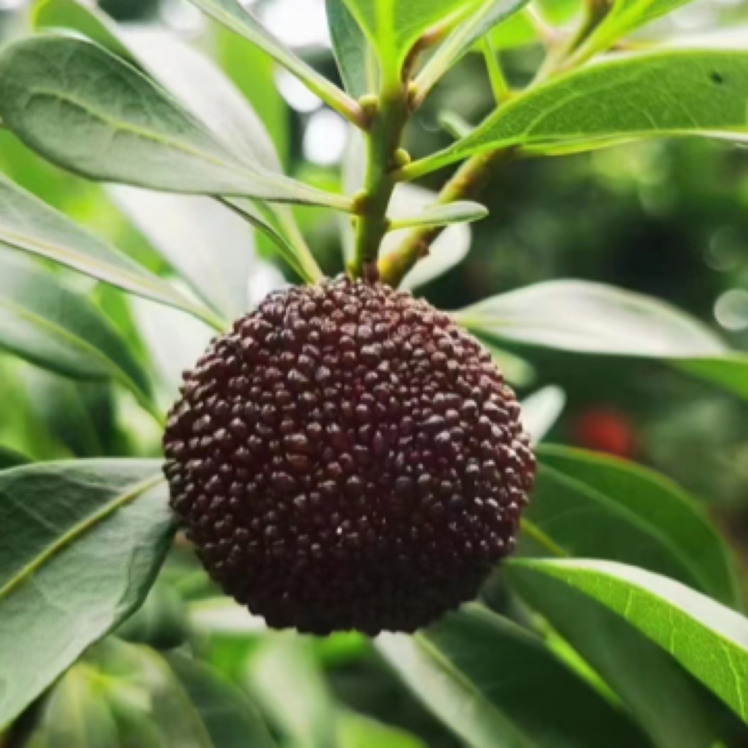 余姚新鲜现摘杨梅大果饱满当季水果顺丰空运包邮