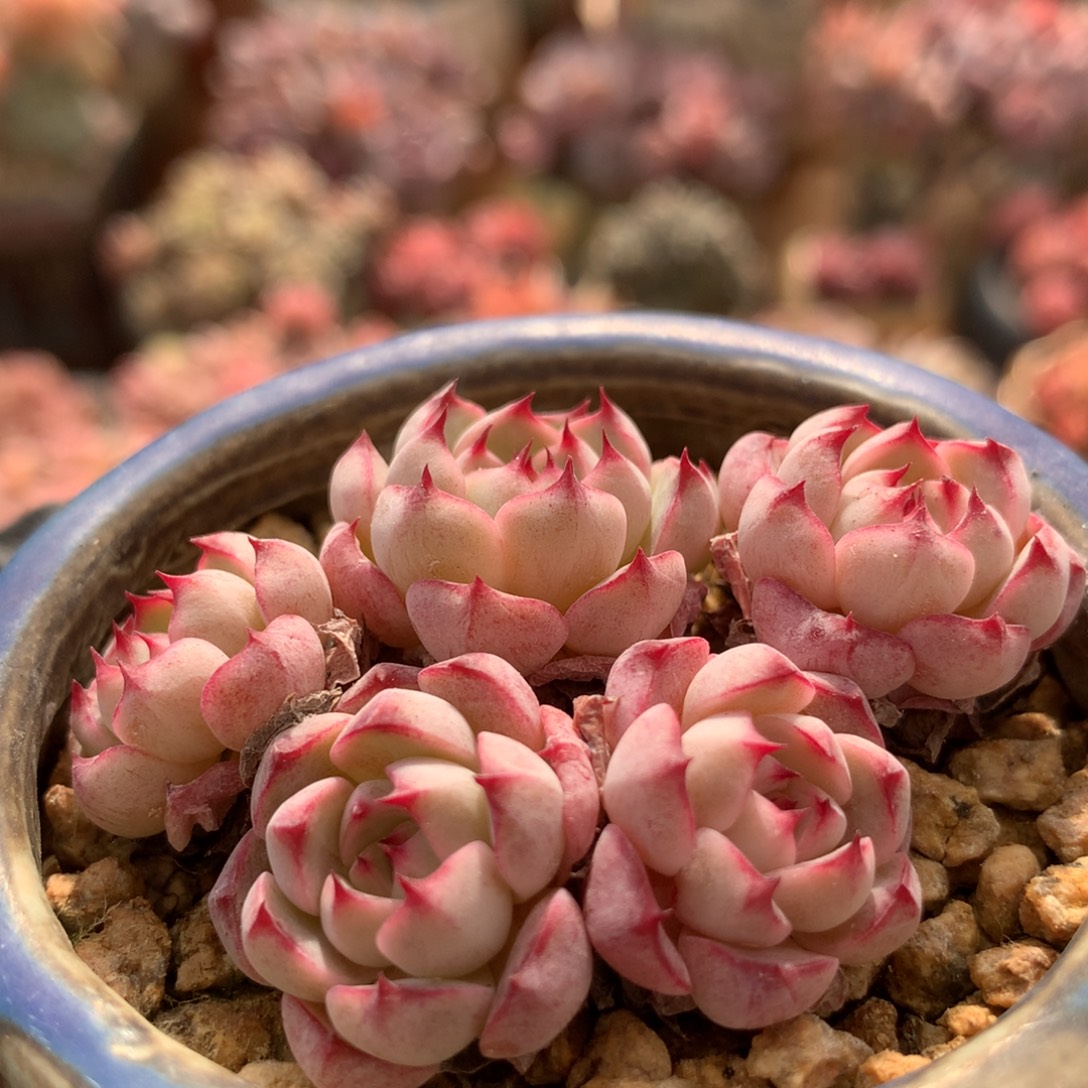 杂交一物一拍 006