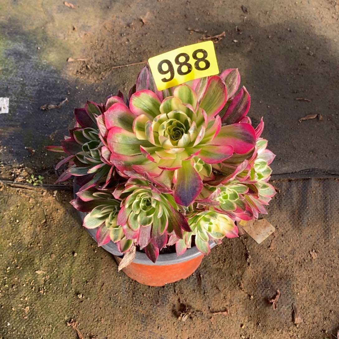 海王多肉法师988