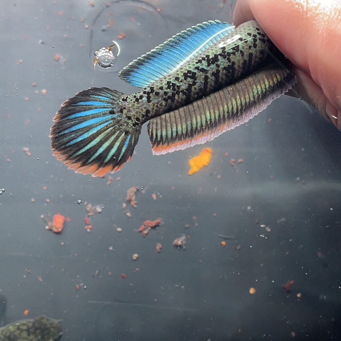 雷龙鱼90号11111111