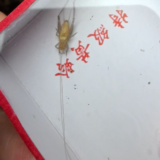 蟋蟀汊口冬蛉长须一条