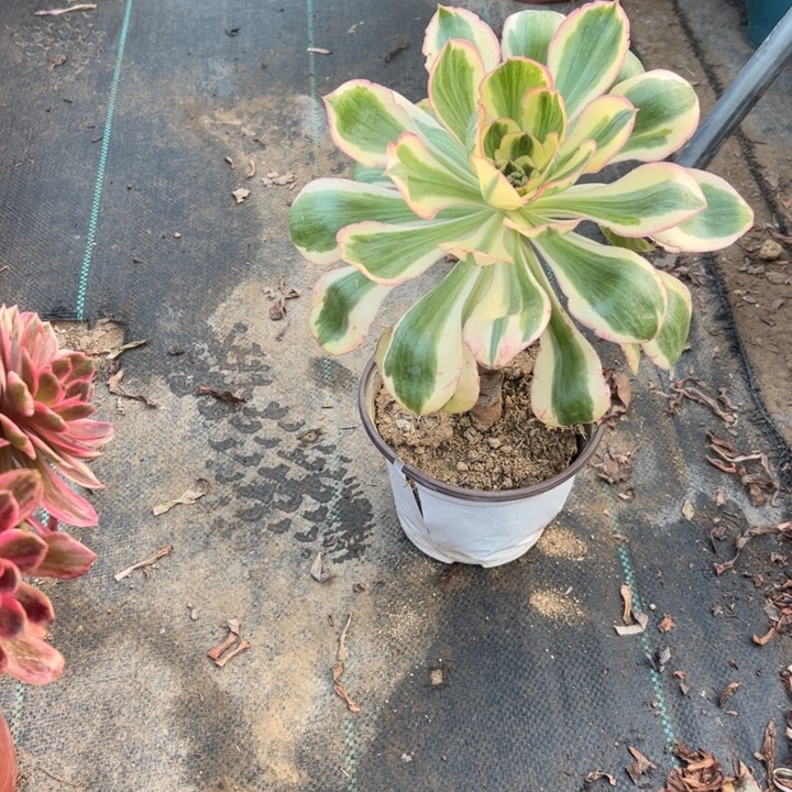 12燕子锦多肉多肉多肉多肉