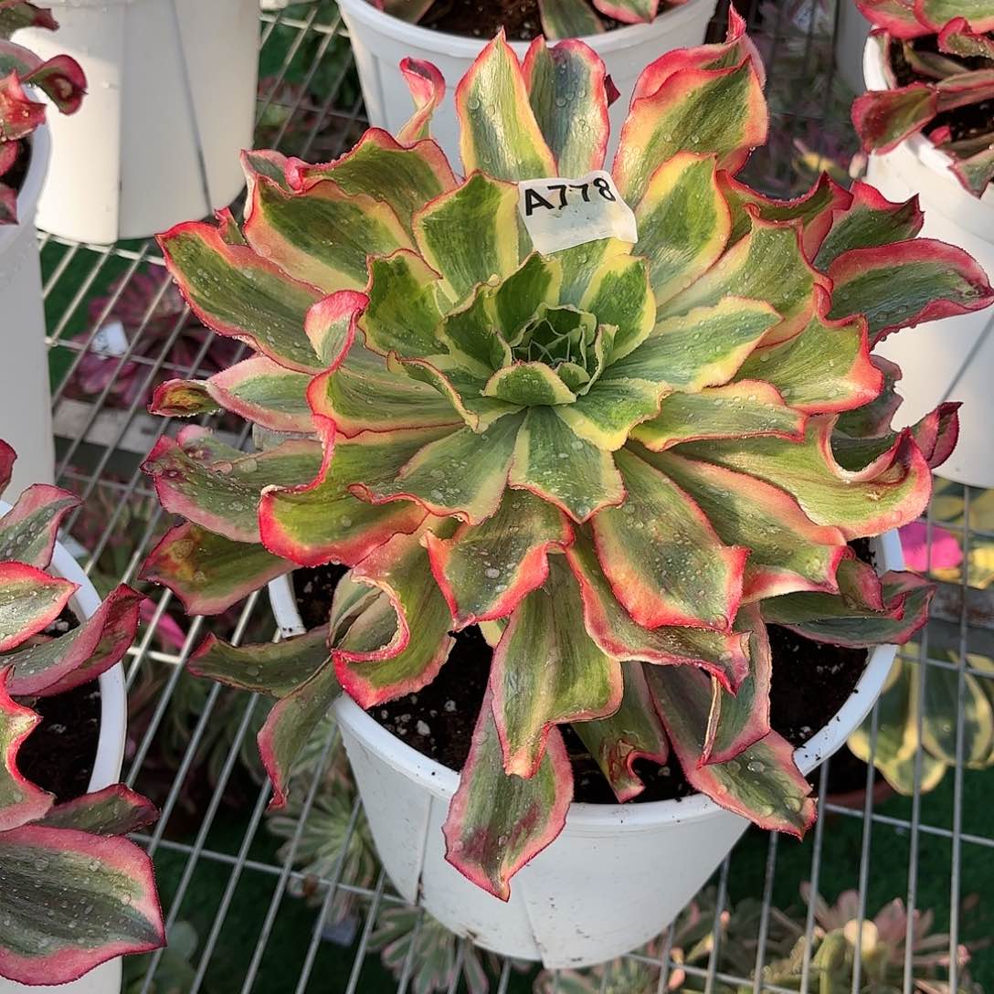 多肉法师魅影778