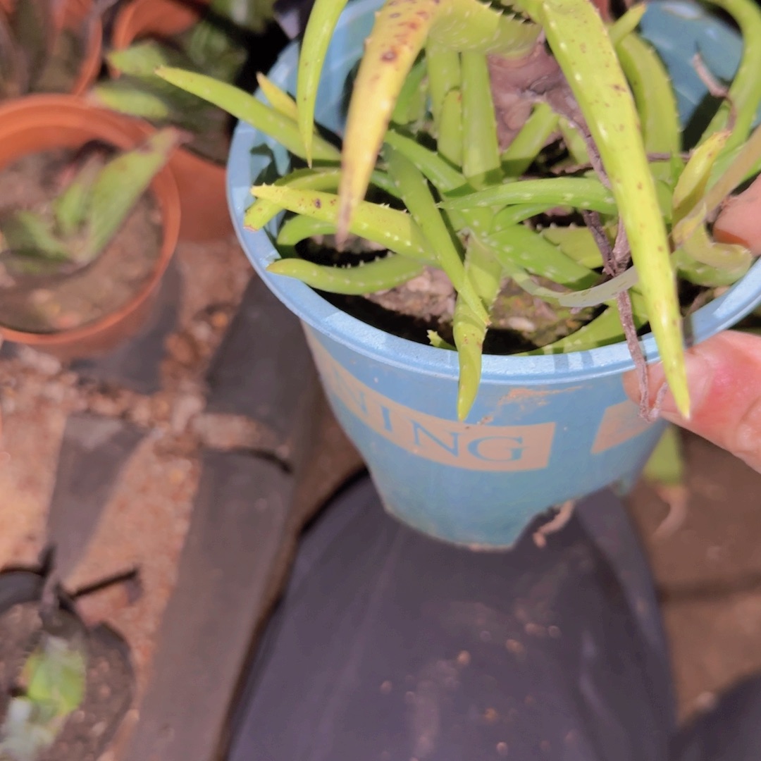 果***壳块根植物块根植物