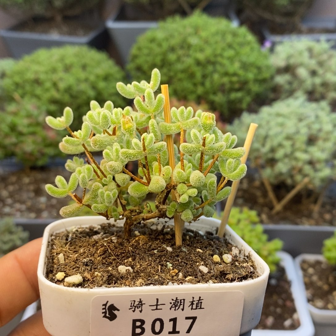 017优选冰晶枝干