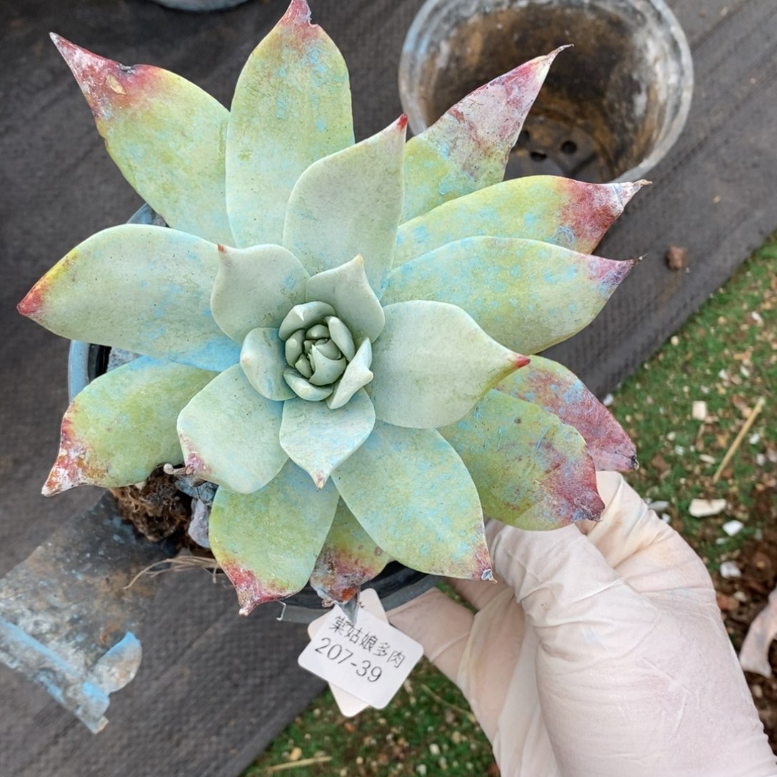 39号牡丹叶小可爱