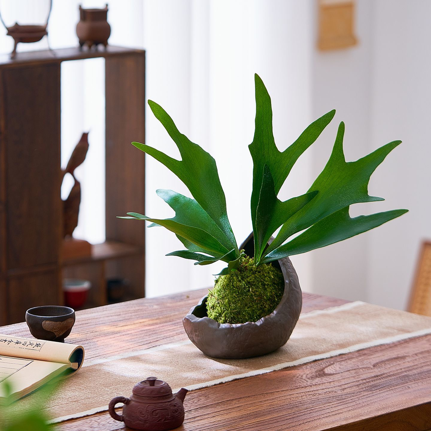 花之锦绿植蕨类植物鹿角蕨直播一物一拍链接