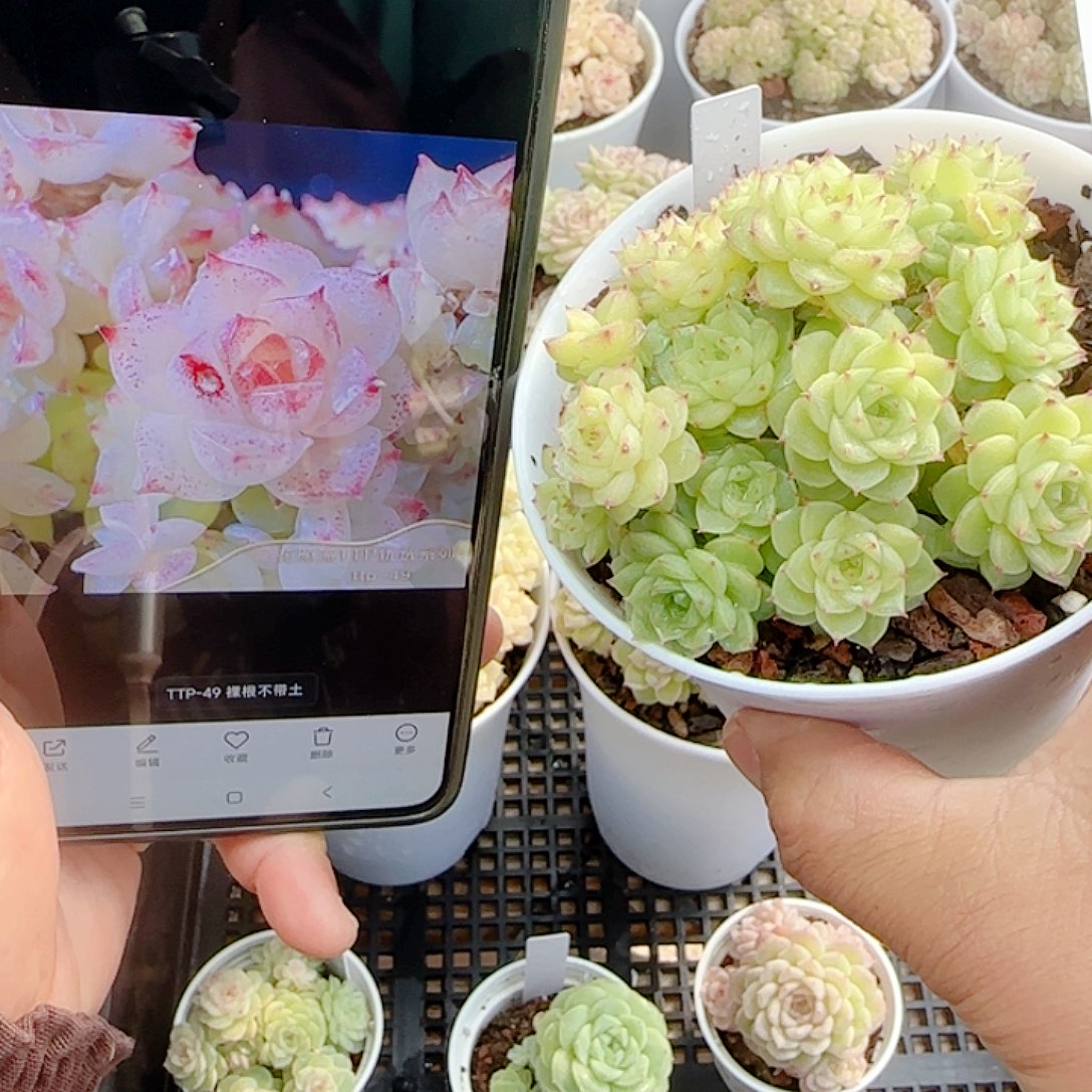 雪***子1126-49（ttp-49）专拍