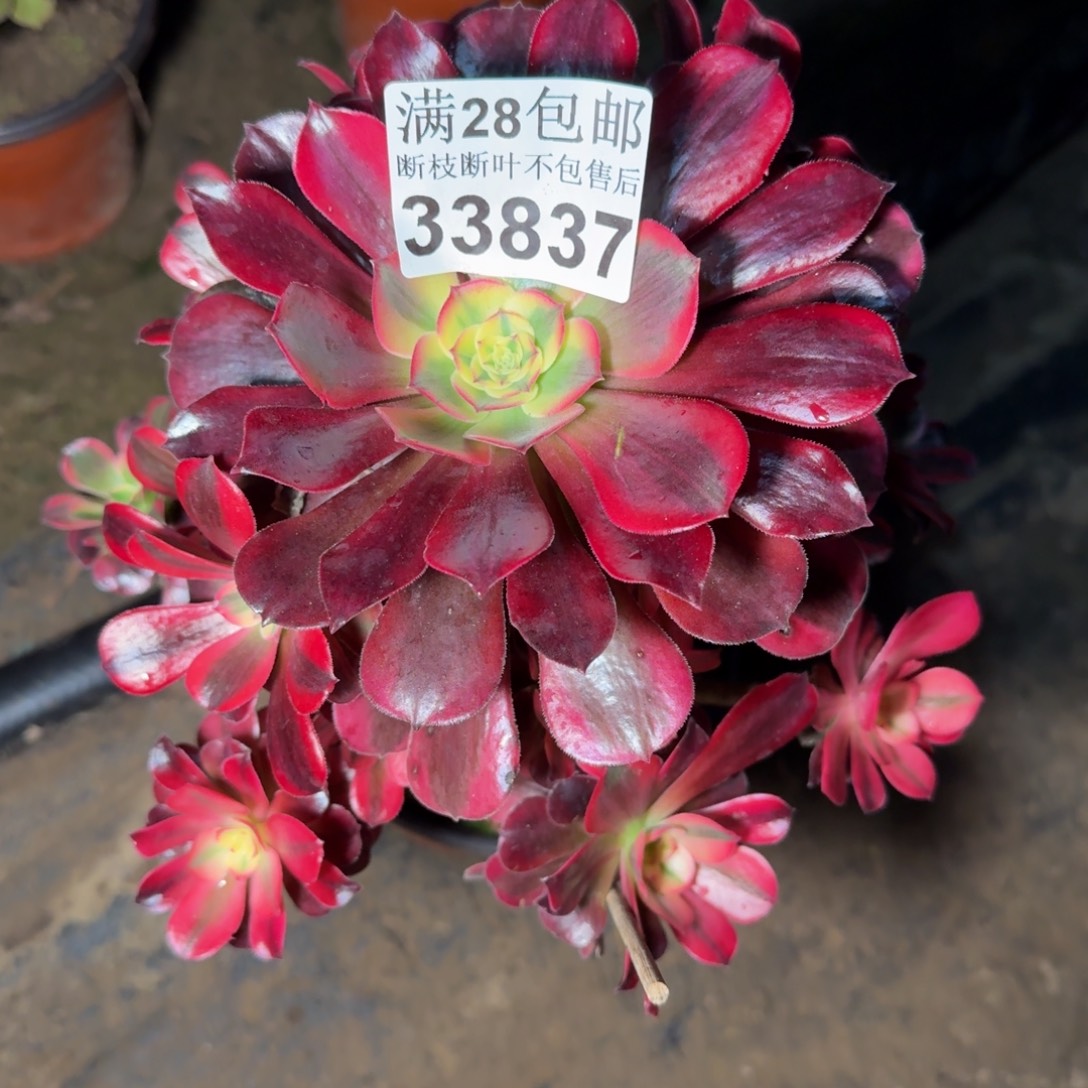 33837美杜莎多肉植物