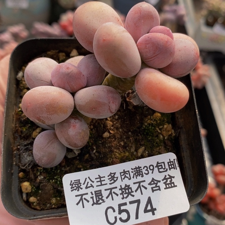 蛋黄奶5cm574多肉植物