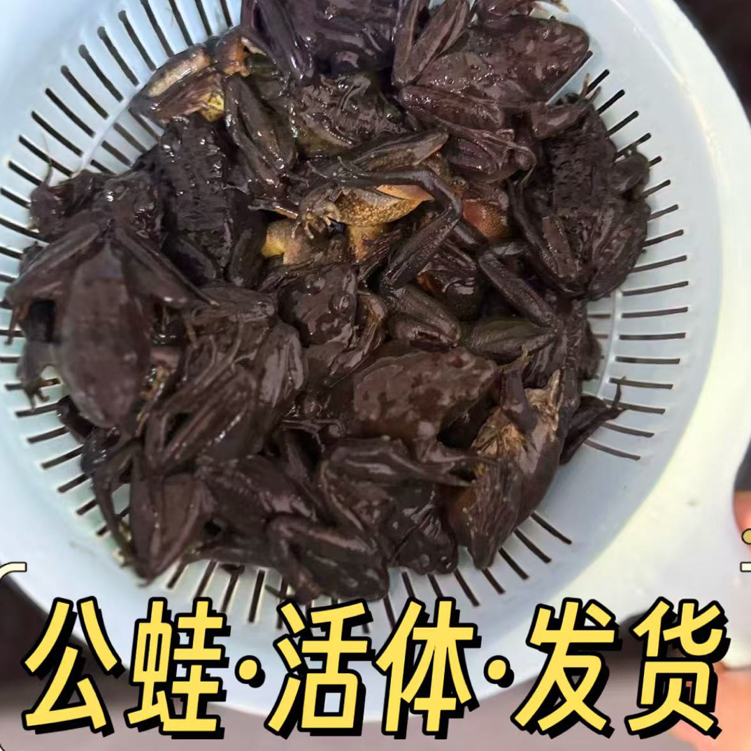 东北特产河鲜公蛙