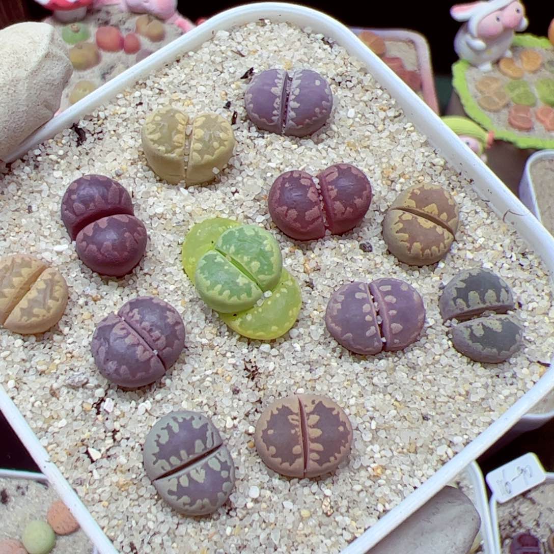 116优秀的肉肉92