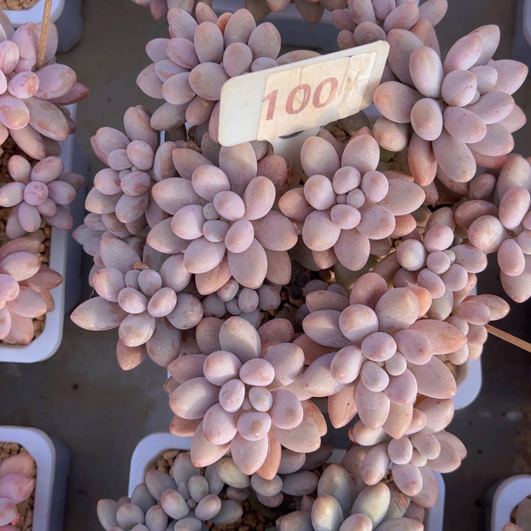 香玉的故事是一个人的