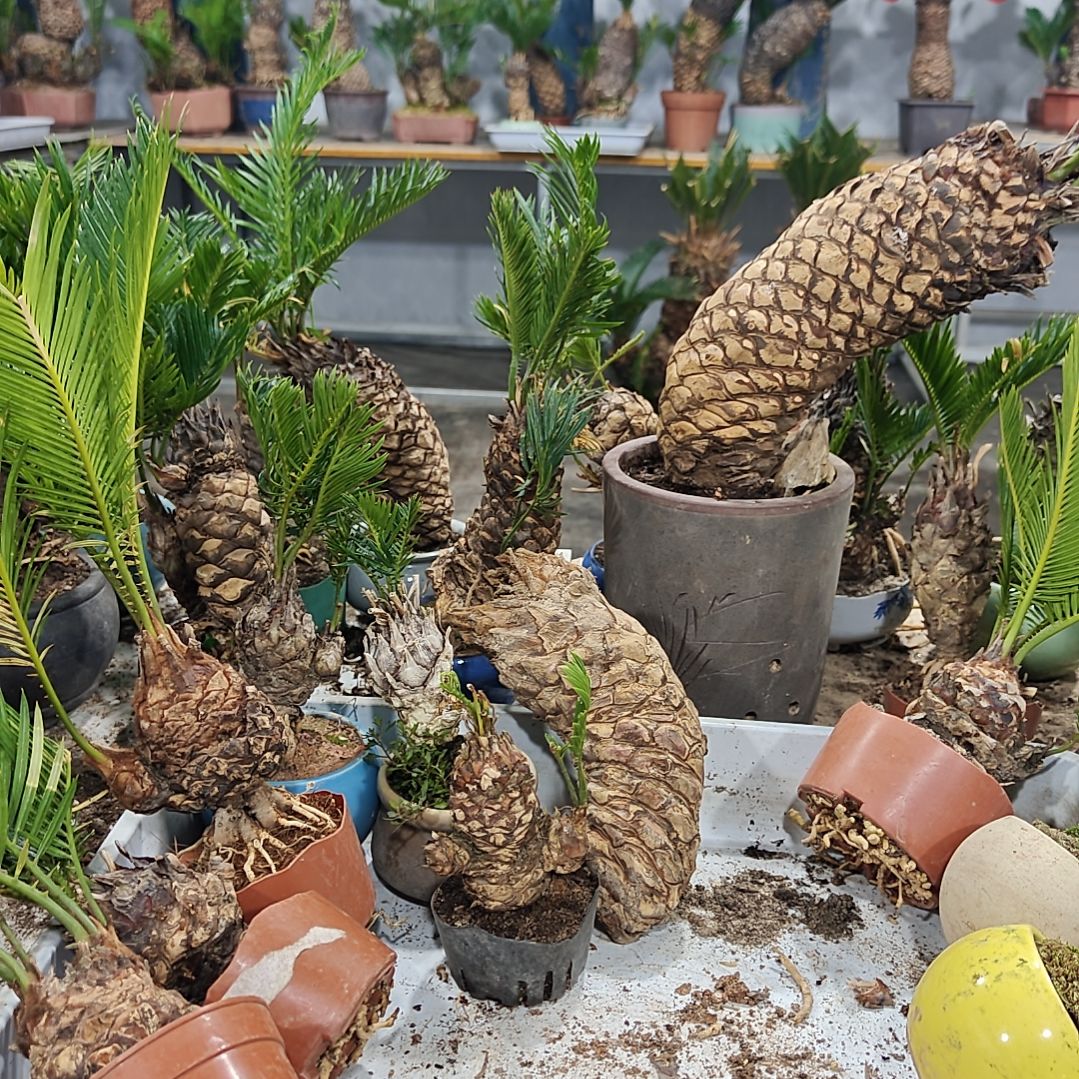 一***求无花朵白鳞铁盆景基地价