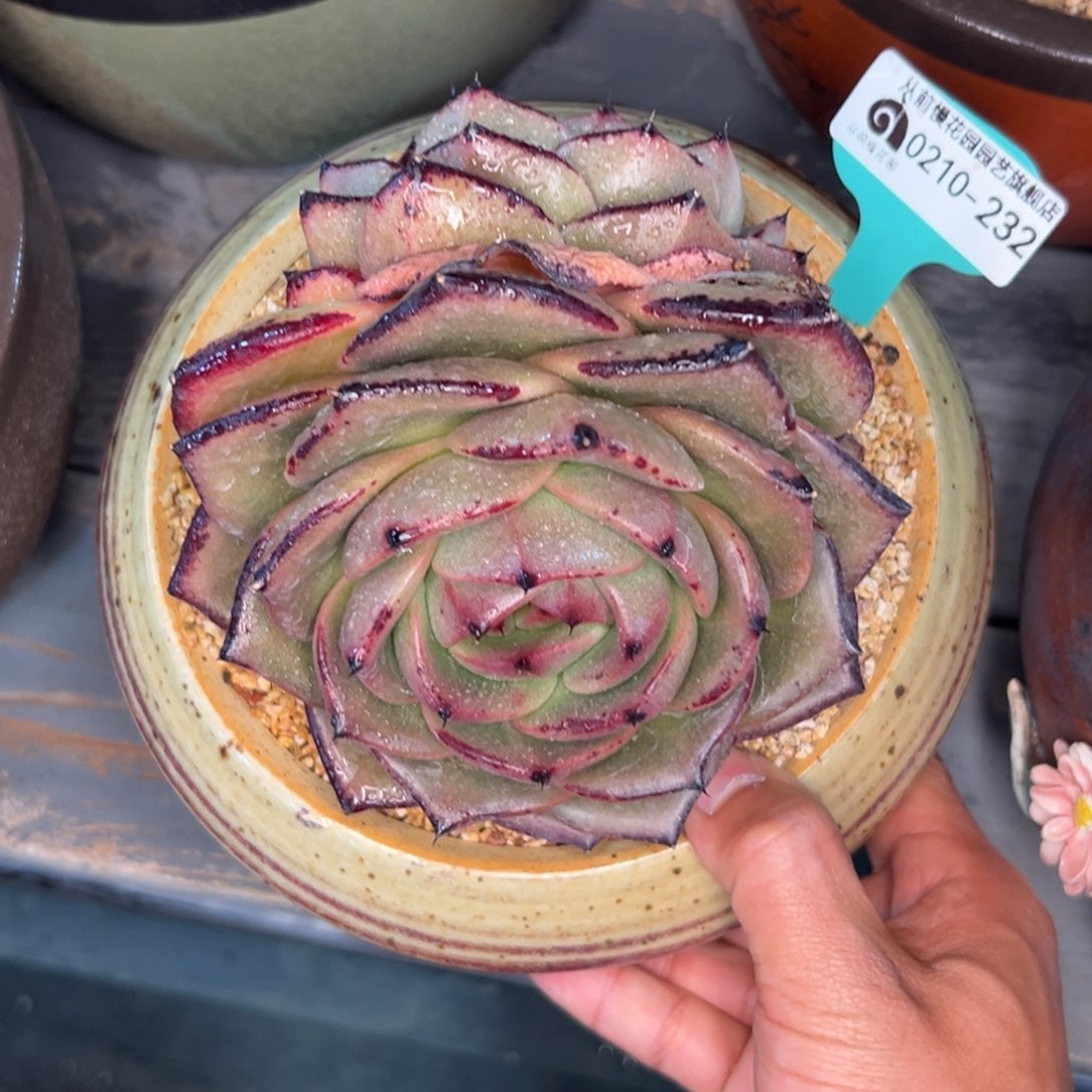 多肉一物一拍0210-232