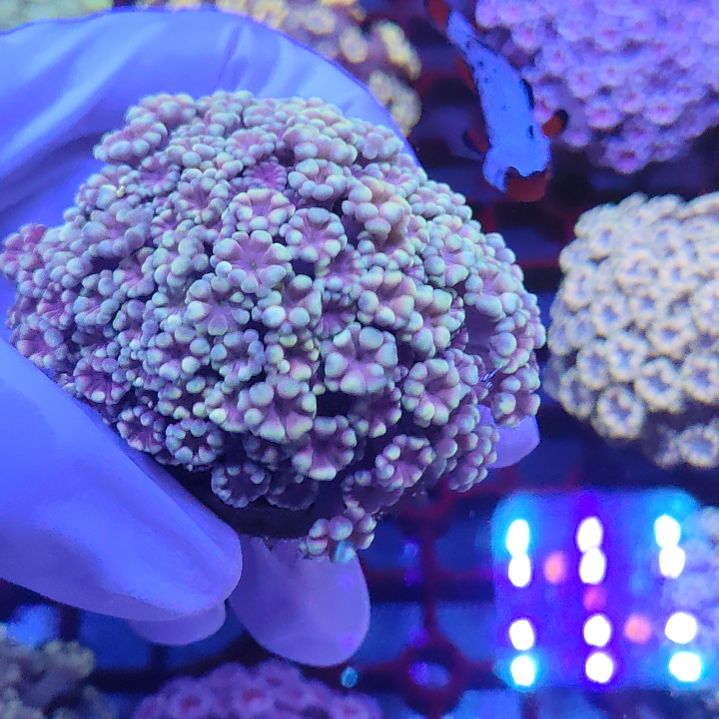 智海珊瑚不退换不包邮