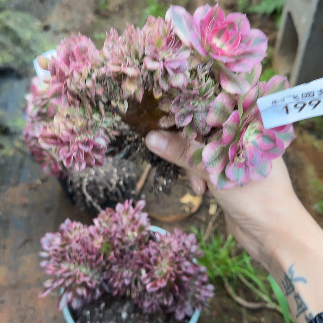 199多肉 荔枝缀福利