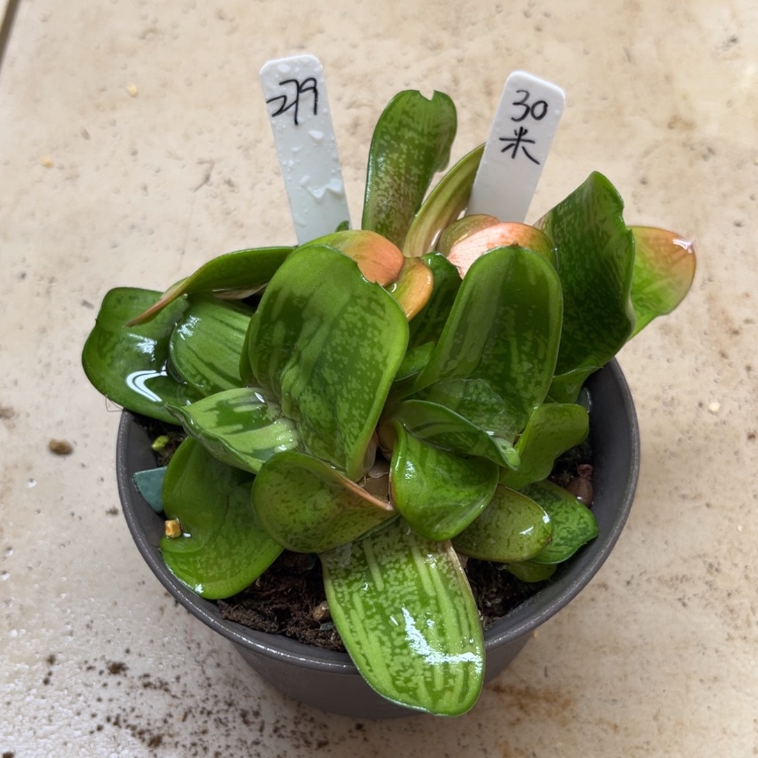 279卧牛一物一拍……